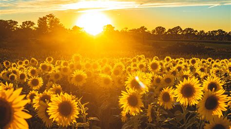 Observa girasoles en este rancho de Tamulipas | Architectural Digest