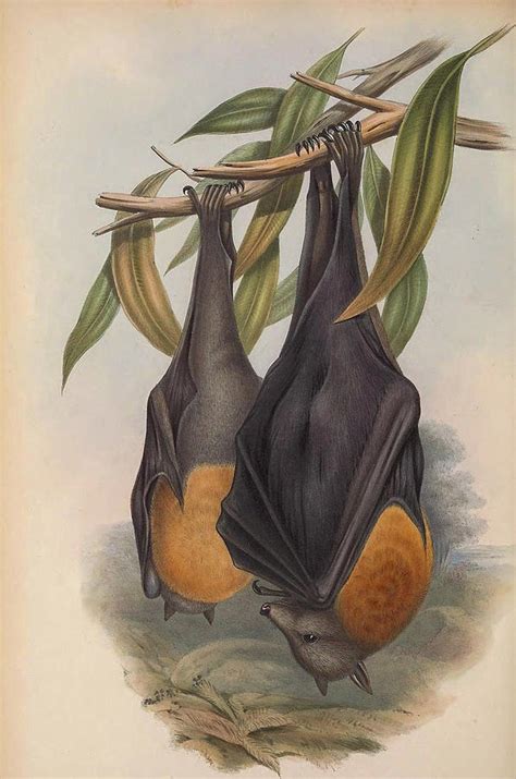 Fruit Bat Drawing by John Gould | Fine Art America