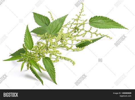 Nettle Flowers Image & Photo (Free Trial) | Bigstock