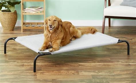 Best Raised Dog Bed: 5 Orthopedic Elevated Dog Beds (2020) | Herepup