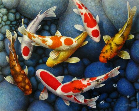72 Koi Fish Paintings By Canadian Artist Terry Gilecki