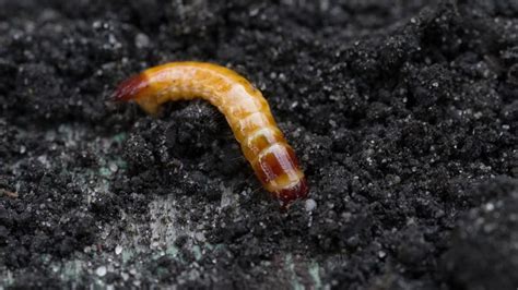 The Best Methods To Control Wireworms In The Garden – Forbes Home