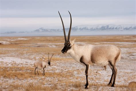 The beautiful Chiru also known as Tibetan Antelope | Antelope, Animals, Wildlife conservation ...