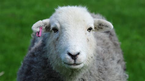 Learn All About Herdwick Sheep - The Herdy Company