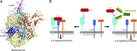 Molecular mechanism of the inhibition of IL-2 signaling by basiliximab ...