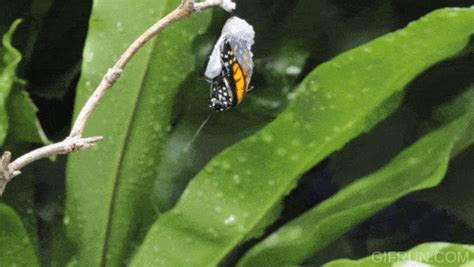 A Monarch Butterfly Emerging from Its Chrysalis – A Time Lapse - Smore Science Magazine
