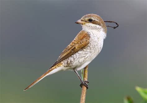 Bird of the Week: Red-backed Shrike, Newhaven - BirdGuides