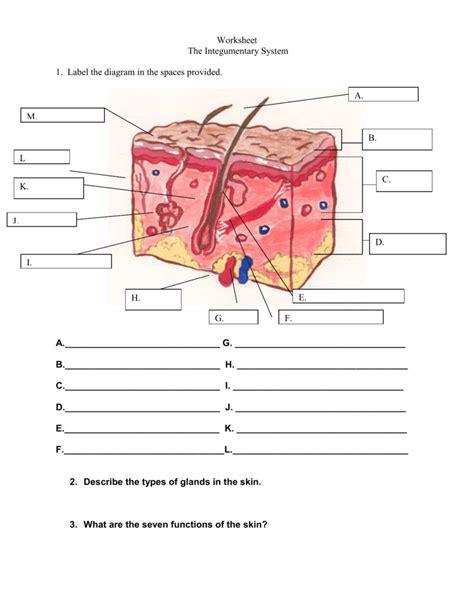 Integumentary System Drawing With Label