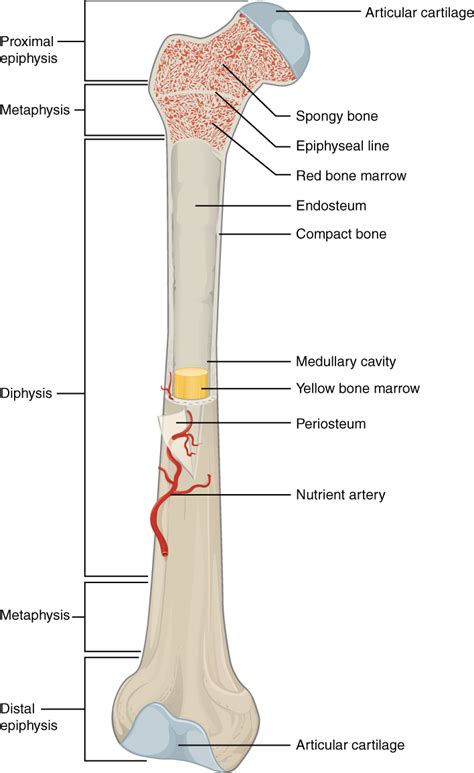 Long bone - Wikipedia