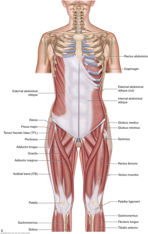 Muscles In Hip Area / Tight Muscles In Hip Area / What S Causing Your ...