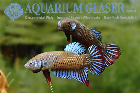 Betta imbellis - Aquarium Glaser GmbH