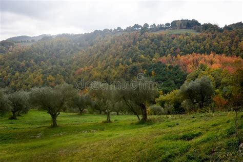 View of the Autumn Nature of Umbria in Italy . Stock Photo - Image of italy, forest: 105086364