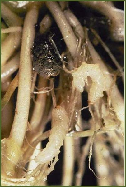 b. Rice water weevil larvae and pupa (photo courtesy of J.K. Clark ...