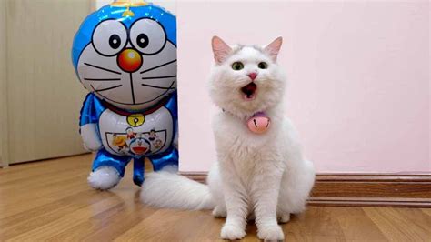 Cats Vs Doraemon - YouTube