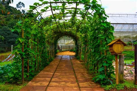 Túnel Verde Vivo Hecho Con De Las Plantas Imagen de archivo - Imagen de fondo, prado: 46726021