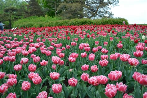 Pink Tulips in the Garden · Free Stock Photo