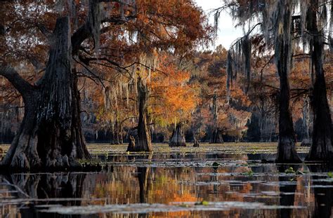 Caddo Lake State Park - Texas Photograph by William Rainey | Pixels