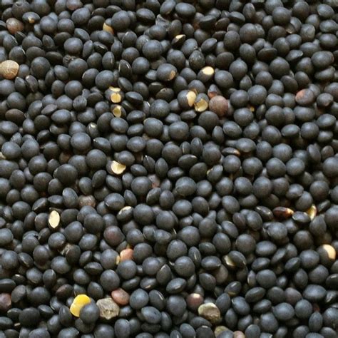 Lentils, Black Beluga (1lb) | Prudent Produce