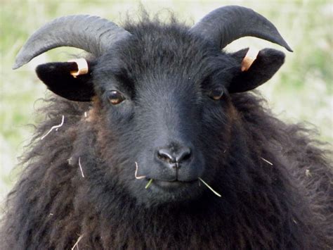 Black Sheep Photo