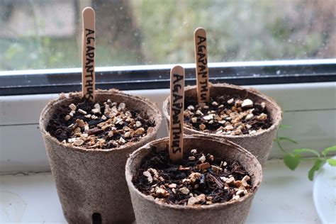 Fill Pots Or Trays And Sow Agapanthus Seeds With This Simple 5 Step Process | Horticulture Magazine