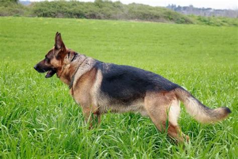 German Shepherd Tail Types and Problems All You Need to Know