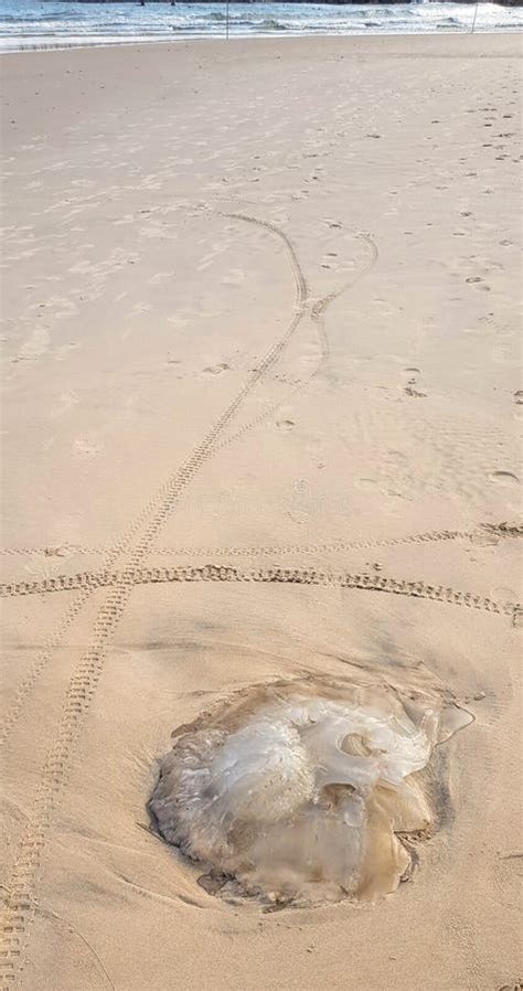 Dead Jellyfish on the Beach of Mediterranean Sea Stock Image - Image of gelatin, footprint ...