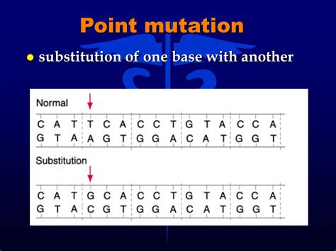 PPT - Chapter 7 Gene Mutation and DNA Polymorphisms PowerPoint Presentation - ID:3972840