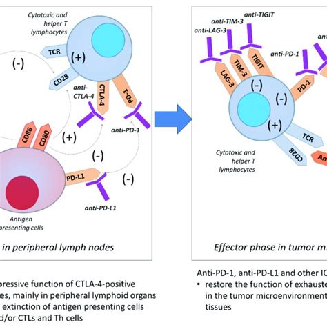 Mechanism of the activity of most important immunological checkpoints ...