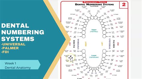 Tooth Numbering System Palmer