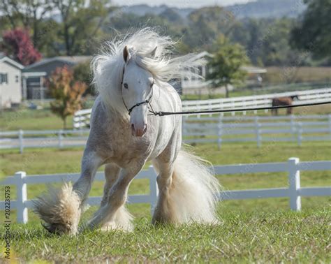 Gypsy Vanner Horse red roan stallion Stock Photo | Adobe Stock