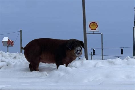 Look: Escaped pig found playing in Kentucky snow - UPI.com