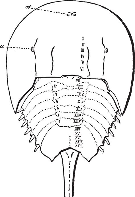 Limulus Polyphemus, vintage illustration. 13765113 Vector Art at Vecteezy