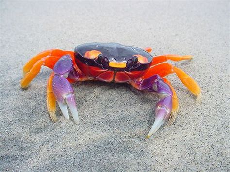 Crab on beach (Ecuador) | Beautiful sea creatures, Ocean animals, Marine animals