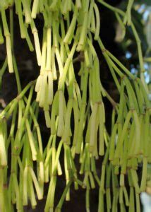 Rhipsalis Varieties: 21 Easy to Grow Mistletoe Cactus Types