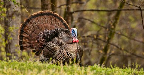 Talking Turkey: How the Bird Made a Comeback in North Carolina | College of Natural Resources News