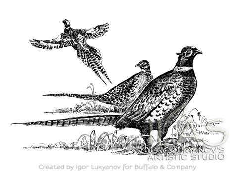 Drawing Pheasants for the American Wildlife T-Shirts Series