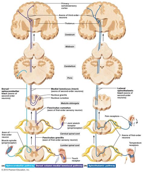 69 Best Of What Is The Fasciculus Gracilis - insectza