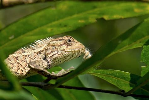 Eastern Garden Lizard Eating Photograph by K Jayaram - Fine Art America