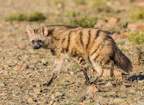 Namibia Mammal Safari - Nature Travel Namibia -Expert guided safaris