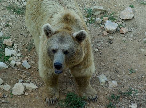 Kostenlose foto : Bär, Tierwelt, Zoo, Säugetier, Fauna, Eisbär ...