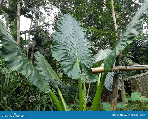 The Giant Taro Leaves Alocasia Plant Stock Image - Image of tropics, garden: 264242627