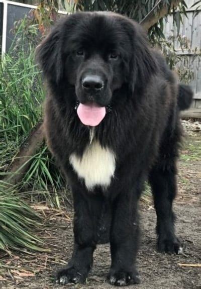 15 Newfoundland Mixes Breeds: Enormous Newfies to Nuzzle You! - #breeds ...