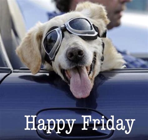 Happy Friday Images Funny Dogs