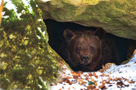 Bear Hibernation Facts - Krebs Creek