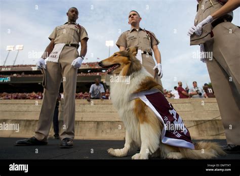 Reveille VIII, the mascot of Texas A&M University, on the sidelines ...