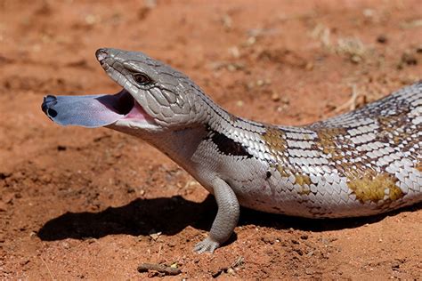 A Comprehensive Guide to Blue-Tongued Skink Care - Currumbin Valley ...