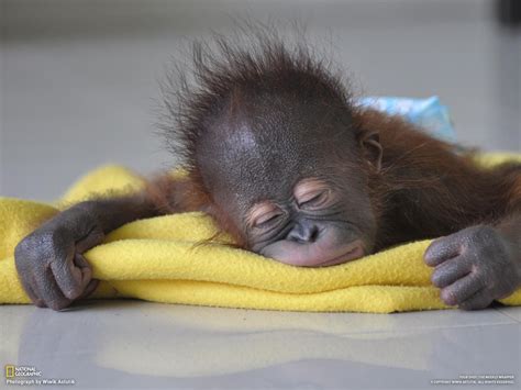 Sweet little face, sleeping baby orangutan Primates, Animals And Pets ...