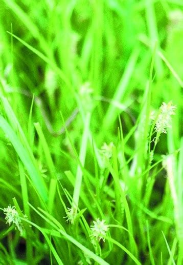 Carex pensylvanica - Alliance for the Chesapeake Bay