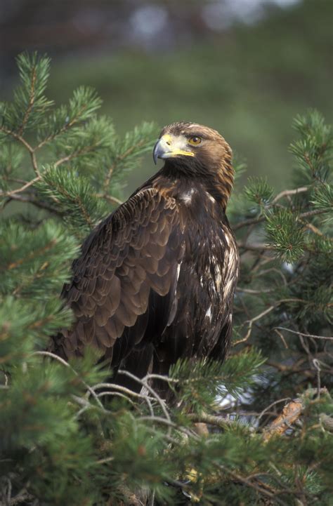 Wild Scotland wildlife and adventure tourism | Birds | Birds of Prey | Golden eagle