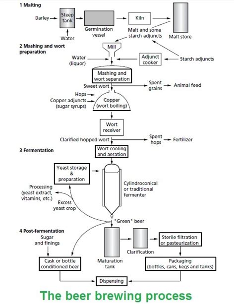 Beer brewing ~ Microbiology Notes